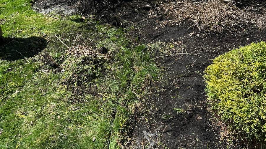 Overgrown landscape bed being cleared during a spring cleanup in Akron, NY