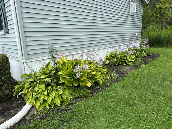 Clean foundation bed with established hostas in Clarence, NY