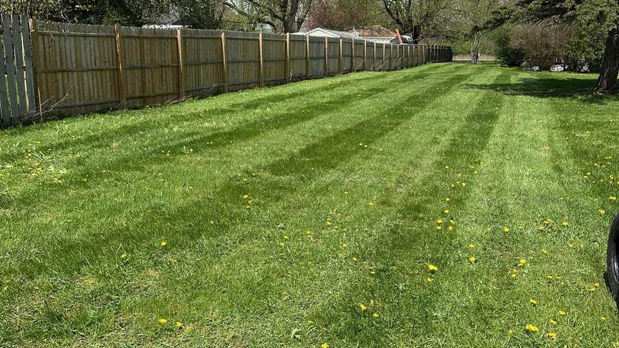 Striped lawn along a wood privacy fence in Clarence, NY