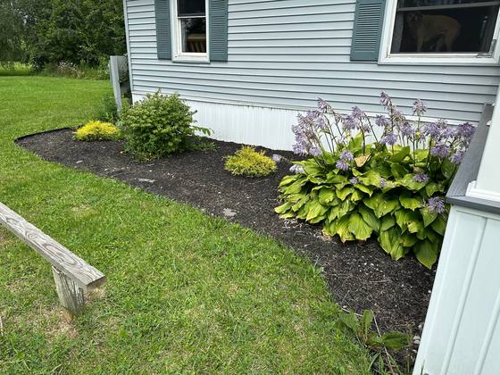 Cleaned and mulched bed with hostas and iris in Akron, NY