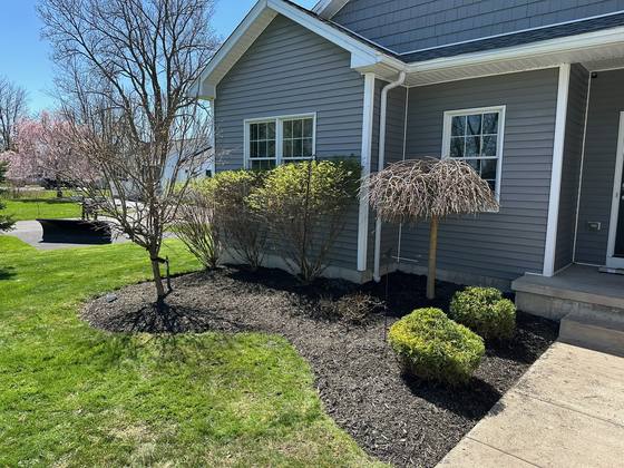 Mulched island bed around an ornamental tree in Akron, NY