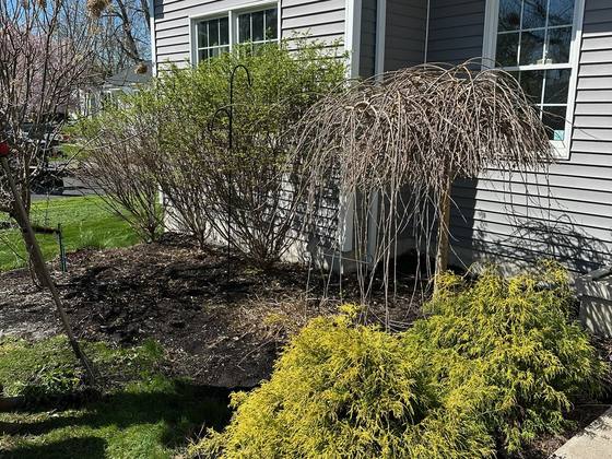 Clean re-mulched landscape bed with trimmed shrubs in Newstead, NY