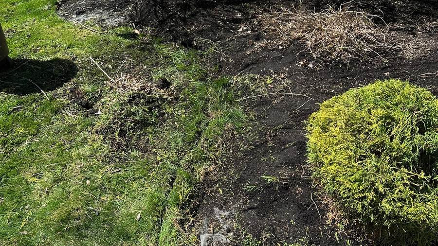 Overgrown weedy landscape bed before cleanup in Newstead, NY