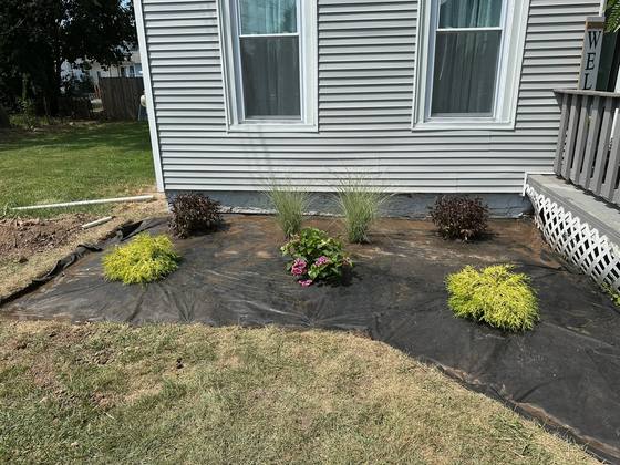 New shrubs set on landscape fabric before stone install in Newstead, NY