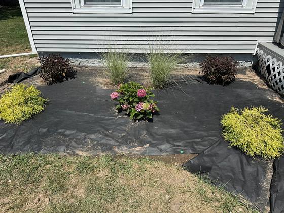 New plantings set in a prepared bed in Akron, NY