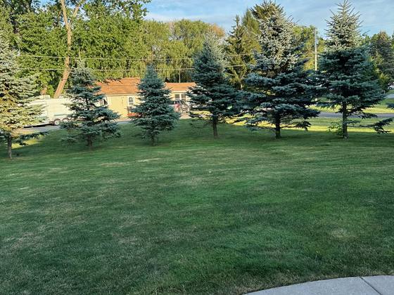 Blue spruce trees on a maintained lawn in Akron, NY