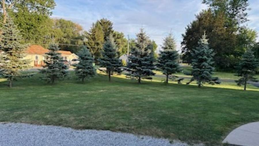 Row of mature spruce trees on a maintained property in Newstead, NY